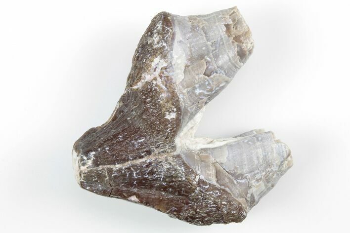 Fossil Primitive Whale (Pappocetus) Premolar - Morocco #215127